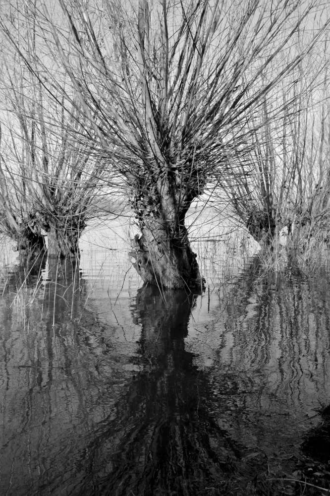 Jeanet Coomans